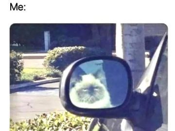 Grumpy cat reflection in car mirror looking unimpressed.