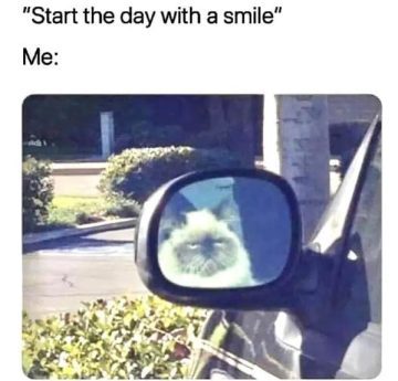 Grumpy cat reflection in car mirror looking unimpressed.