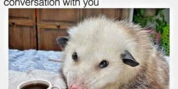 Sleepy opossum with coffee, looking unamused at morning chat.