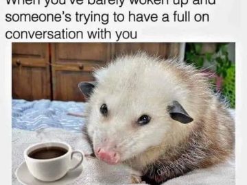 Sleepy opossum with coffee, looking unamused at morning chat.
