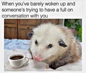 Sleepy opossum with coffee, looking unamused at morning chat.