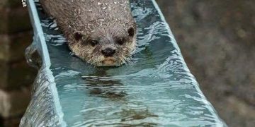 Otter gliding down slide with text "Hello from the Otter Slide"