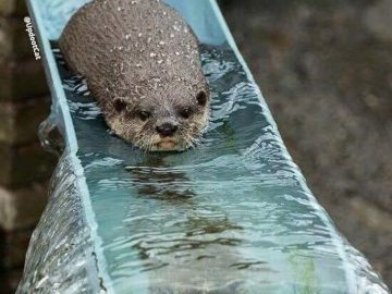 Otter gliding down slide with text "Hello from the Otter Slide"
