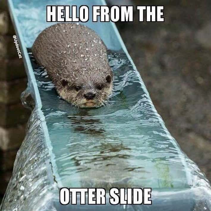 Otter gliding down slide with text "Hello from the Otter Slide"
