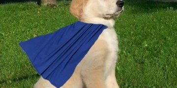 Fluffy puppy wearing cape, looking proud on green lawn.