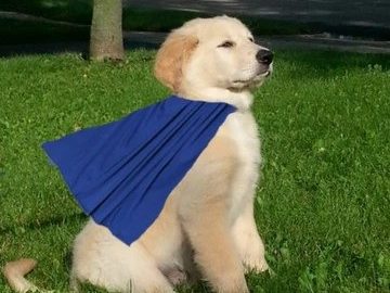 Fluffy puppy wearing cape, looking proud on green lawn.