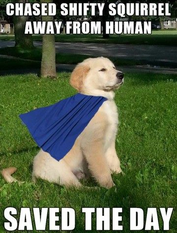 Fluffy puppy wearing cape, looking proud on green lawn.