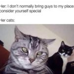 Two unimpressed cats staring with disapproval at the camera.