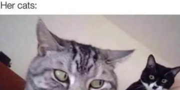 Two unimpressed cats staring with disapproval at the camera.