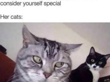 Two unimpressed cats staring with disapproval at the camera.