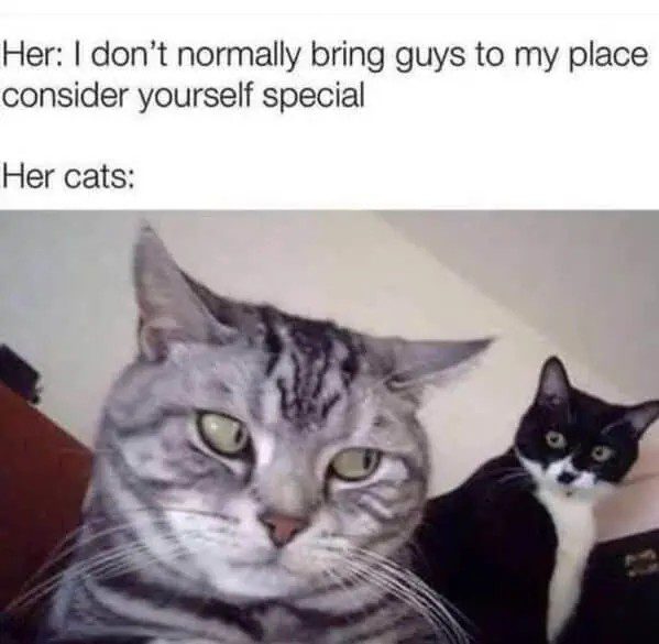 Two unimpressed cats staring with disapproval at the camera.