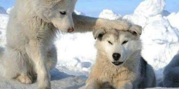 Two huskies in snow, one comforts the other saying "You're just husky."