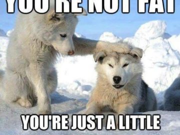 Two huskies in snow, one comforts the other saying "You're just husky."