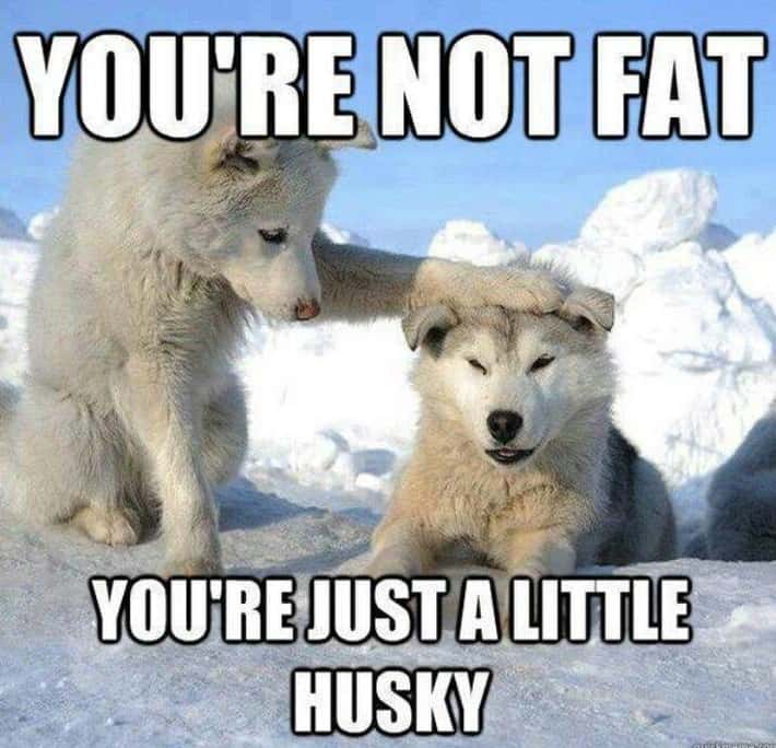 Two huskies in snow, one comforts the other saying "You're just husky."