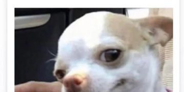 Smirking Chihuahua with quote about being chosen.