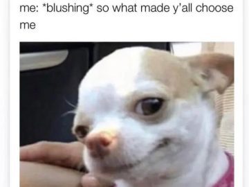 Smirking Chihuahua with quote about being chosen.