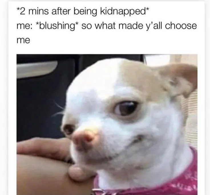 Smirking Chihuahua with quote about being chosen.