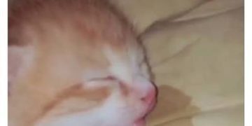 Adorable kitten sleeping soundly with tongue out on pillow