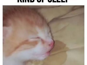Adorable kitten sleeping soundly with tongue out on pillow