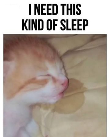 Adorable kitten sleeping soundly with tongue out on pillow