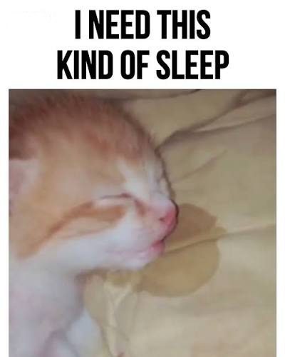 Adorable kitten sleeping soundly with tongue out on pillow