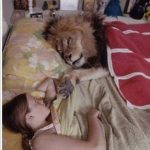 Lion lying in bed next to a sleeping person with a funny caption.