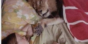 Lion lying in bed next to a sleeping person with a funny caption.