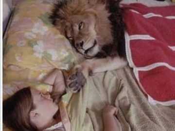Lion lying in bed next to a sleeping person with a funny caption.