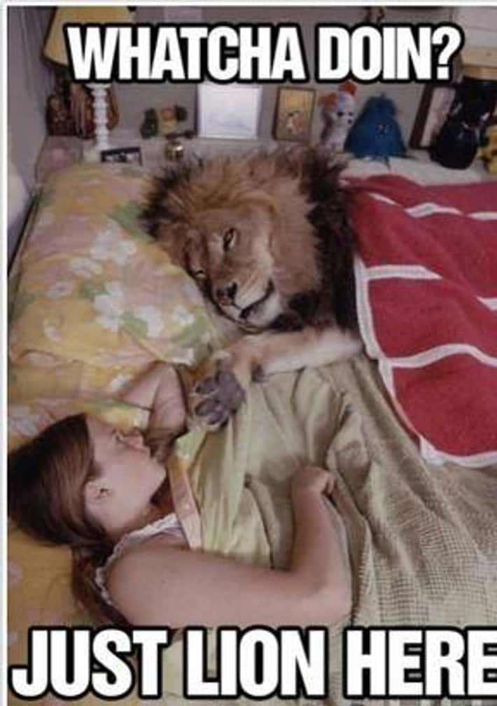Lion lying in bed next to a sleeping person with a funny caption.