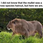 Lion walking with a mullet hairstyle in lush greenery.