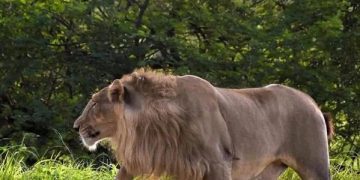 Lion walking with a mullet hairstyle in lush greenery.