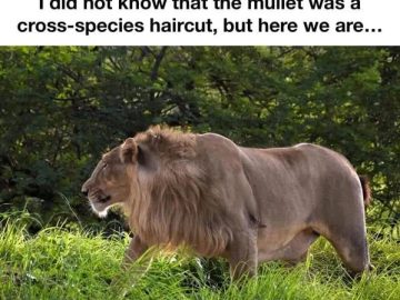 Lion walking with a mullet hairstyle in lush greenery.