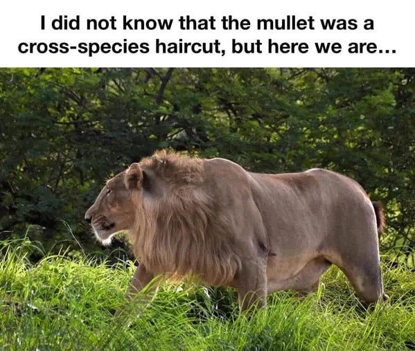 Lion walking with a mullet hairstyle in lush greenery.