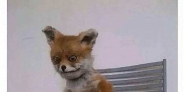 Taxidermy fox sitting on a chair, embodying early morning struggle.