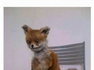 Taxidermy fox sitting on a chair, embodying early morning struggle.