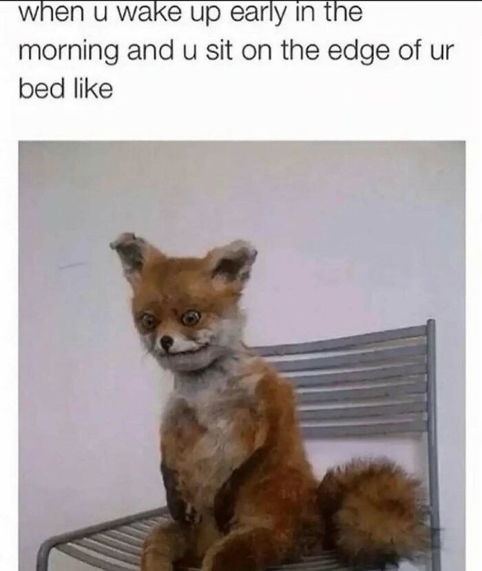 Taxidermy fox sitting on a chair, embodying early morning struggle.