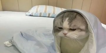 Grumpy cat wrapped in a blanket looking tired on the bed.