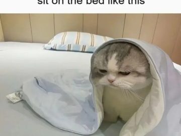 Grumpy cat wrapped in a blanket looking tired on the bed.