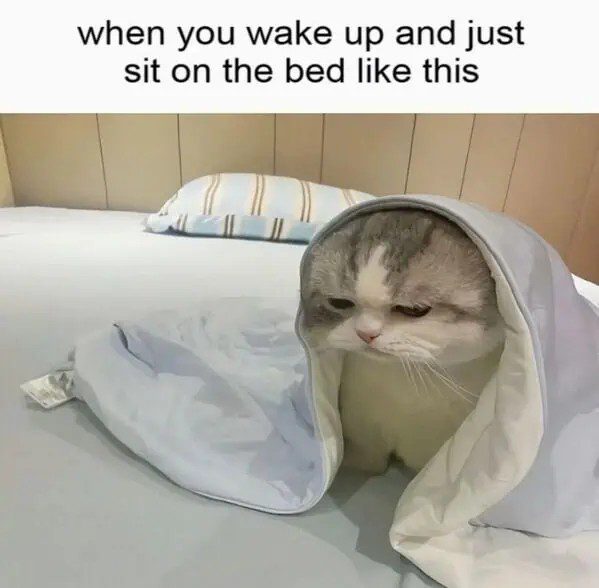 Grumpy cat wrapped in a blanket looking tired on the bed.