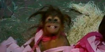 Orangutan wrapped in pink paper with a messy hairstyle.