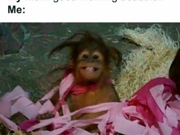 Orangutan wrapped in pink paper with a messy hairstyle.