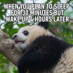 Cute panda napping in a tree, oversleeps a short nap.