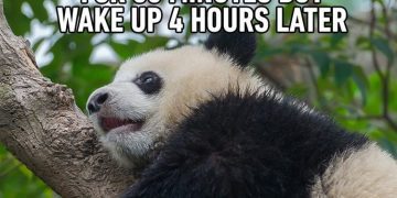 Cute panda napping in a tree, oversleeps a short nap.