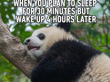 Cute panda napping in a tree, oversleeps a short nap.