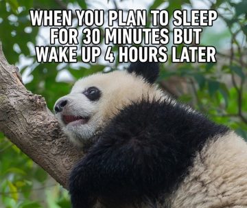 Cute panda napping in a tree, oversleeps a short nap.