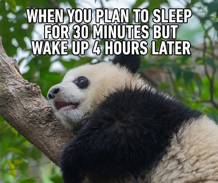 Cute panda napping in a tree, oversleeps a short nap.