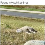 Sheep lying lazily in a field, embodying chill vibes.