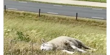 Sheep lying lazily in a field, embodying chill vibes.