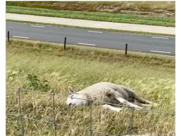 Sheep lying lazily in a field, embodying chill vibes.