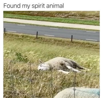 Sheep lying lazily in a field, embodying chill vibes.